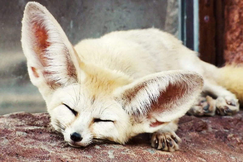 File:FennecFox.webp